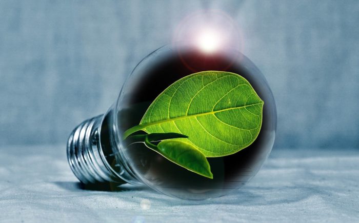 ampoule avec plante verte
